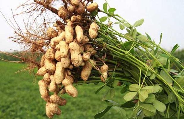 分析花生種植的經(jīng)濟(jì)效益